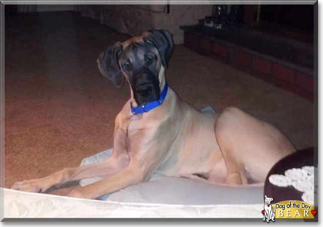 Bear the Great Dane, the Dog of the Day
