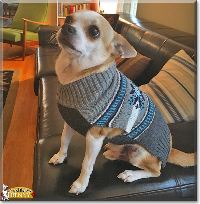 Benny the Chihuahua mix, the Dog of the Day