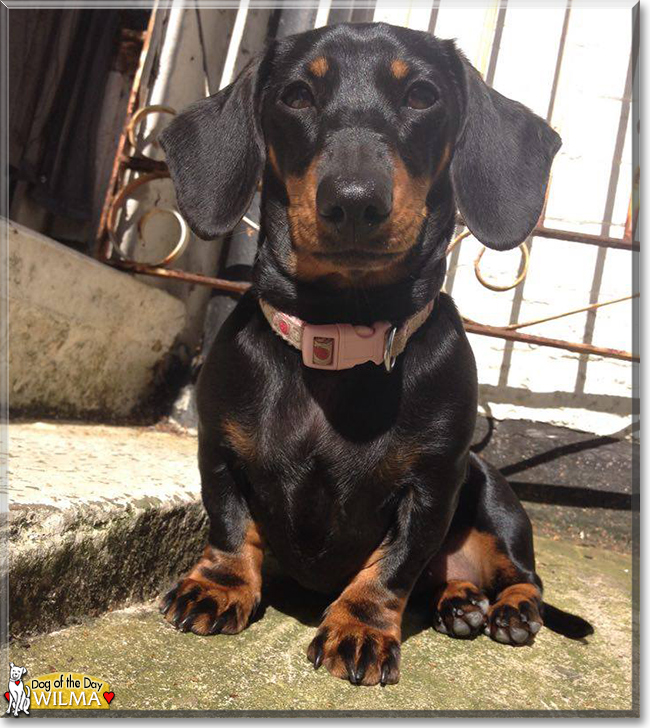 Wilma the Miniature Dachshund, the Dog of the Day