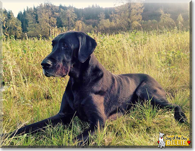 Billie the Black Labrador/Great Dane, the Dog of the Day