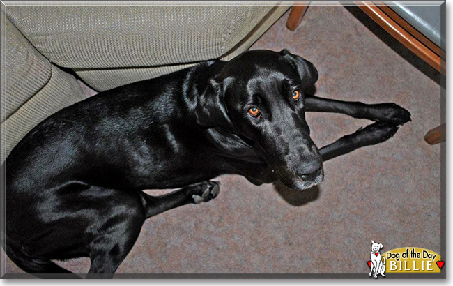 Billie the Black Labrador/Great Dane, the Dog of the Day