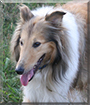 Buffy the Rough Collie