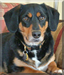 Oscar the Beagle/Basset/Labrador/Pomeranian