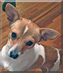 Mr. Bojangles the Chihuahua