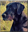 Billie the Black Labrador/Great Dane