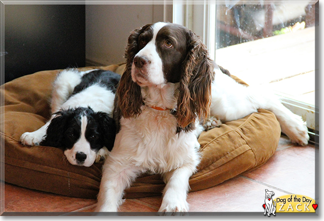 Zack the English Springer Spaniel, the Dog of the Day