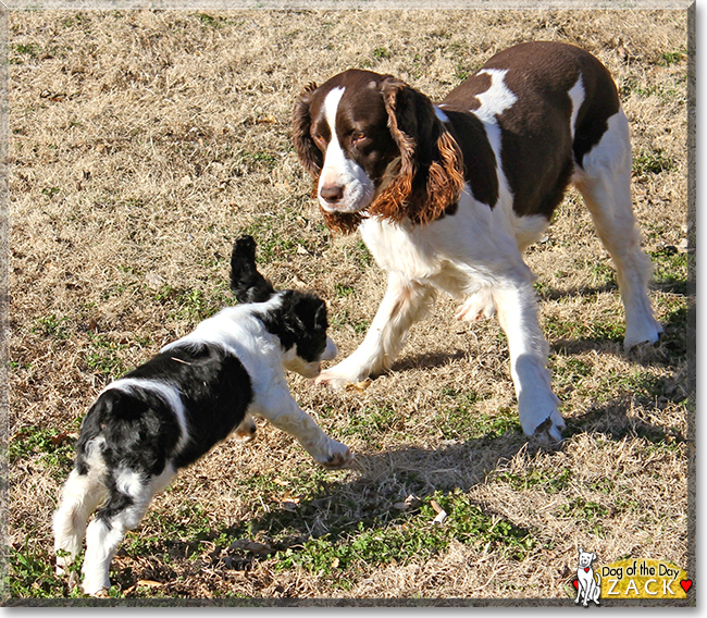Zack the English Springer Spaniel, the Dog of the Day
