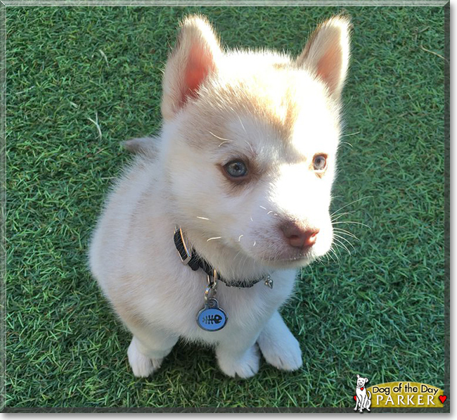 Parker the Husky mix, the Dog of the Day