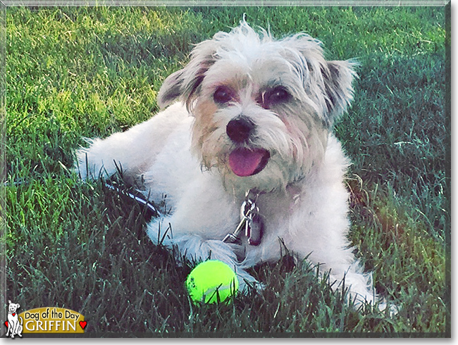 Griffin the Yorkshire Terrier/Shih Tzu mix, the Dog of the Day