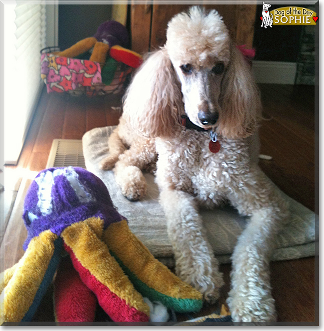 Sophie the Standard Poodle, the Dog of the Day