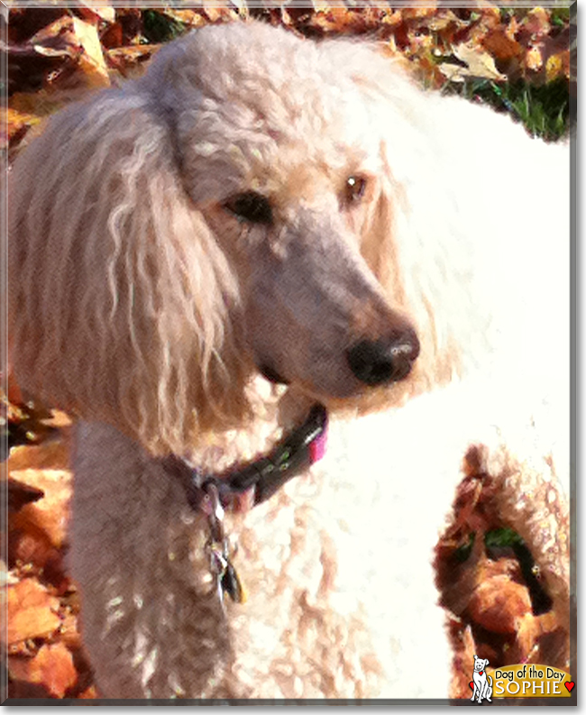Sophie the Standard Poodle, the Dog of the Day