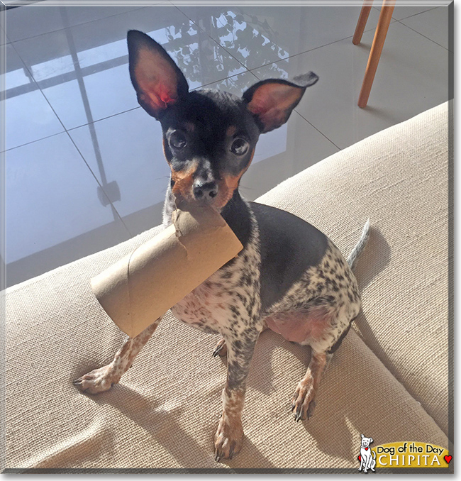 Chipita the Miniature Pinscher, the Dog of the Day