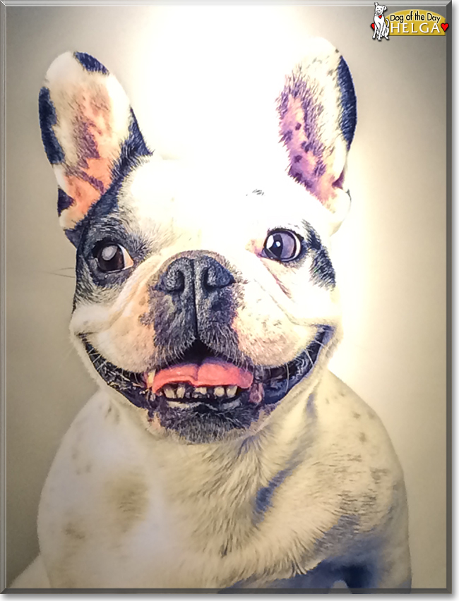 Helga the French Bulldog, the Dog of the Day