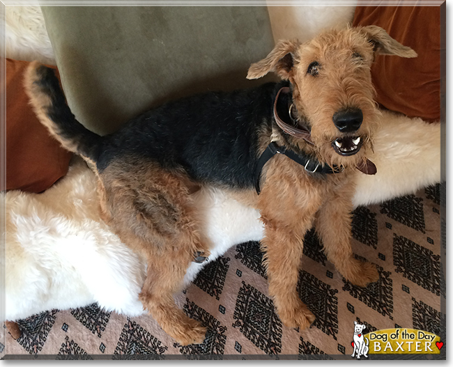 Baxter the Airedale, the Dog of the Day