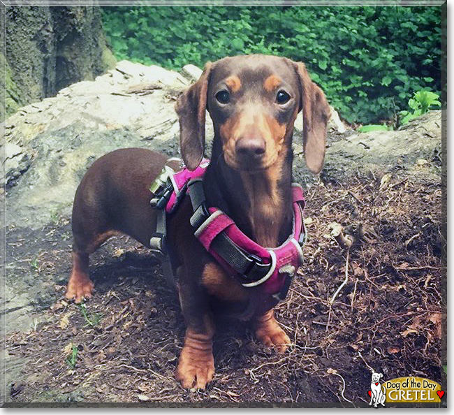 Gretel the Smooth-Haired Dachshund, the Dog of the Day