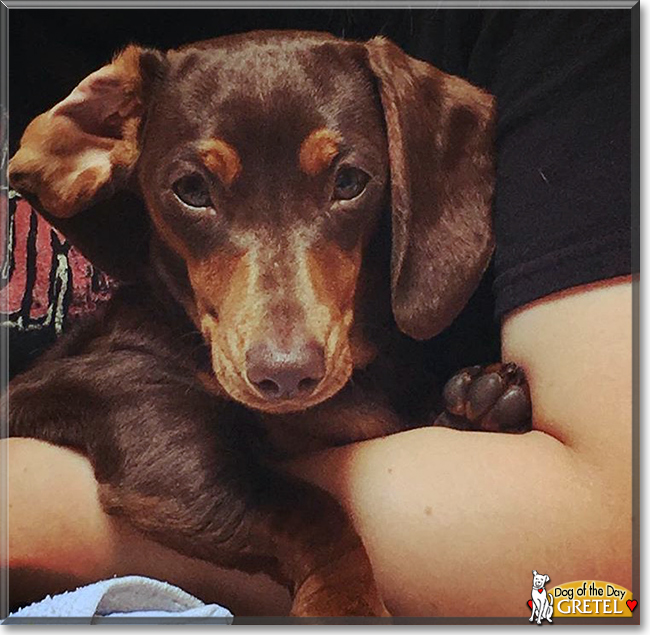 Gretel the Smooth-Haired Dachshund, the Dog of the Day