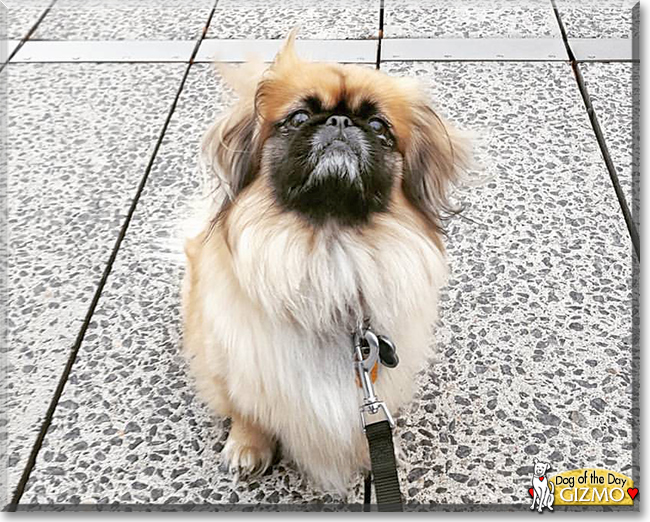 Gizmo the Pekingese, the Dog of the Day