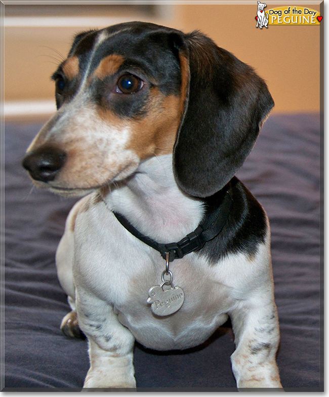 Peguine the Miniature Dachshund, the Dog of the Day