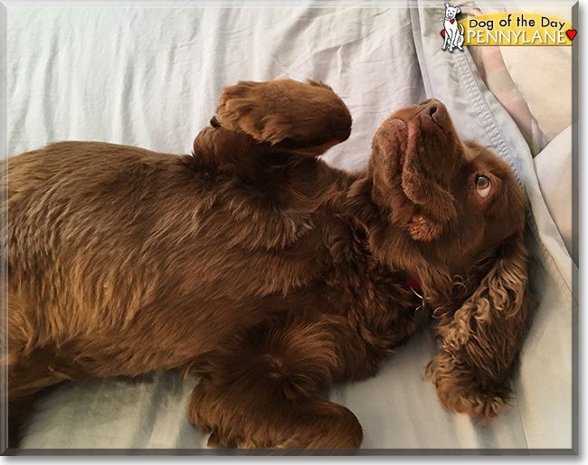 Pennylane the Sussex Spaniel, the Dog of the Day