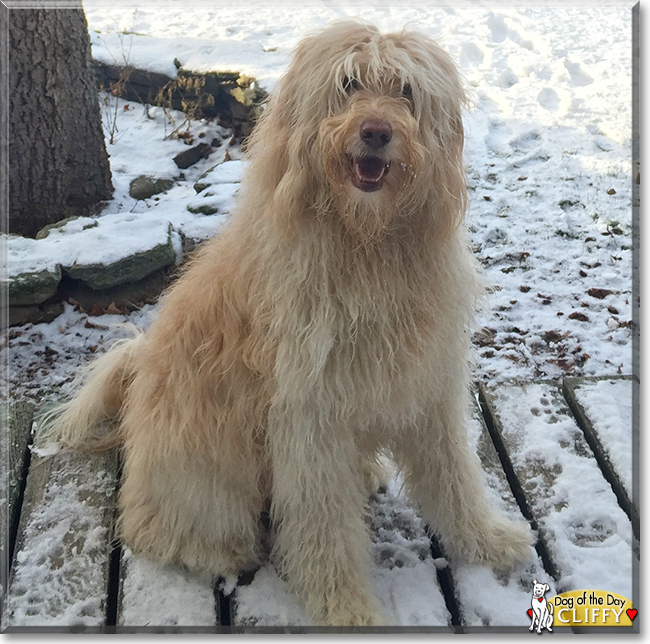 Cliff the Golden Retriever, Poodle mix, the Dog of the Day