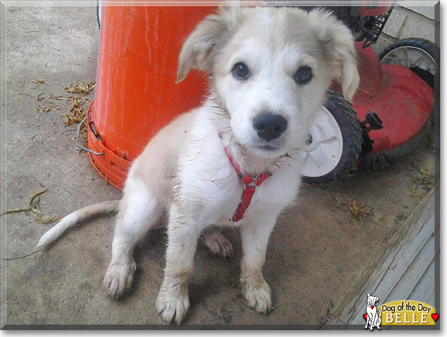 Belle the Great Pyrenees mix, the Dog of the Day