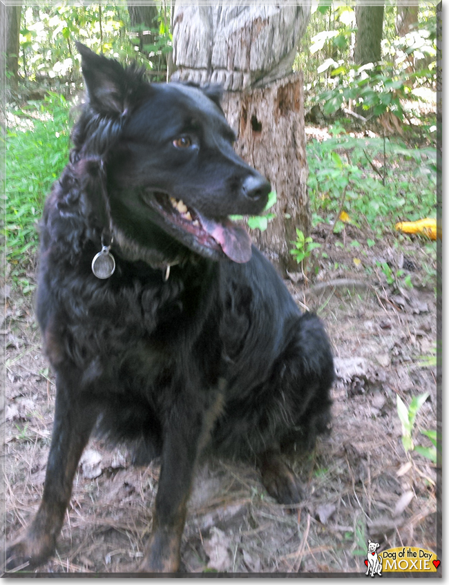 Moxie the Labrador Retriever, Australian Shepherd mix, the Dog of the Day