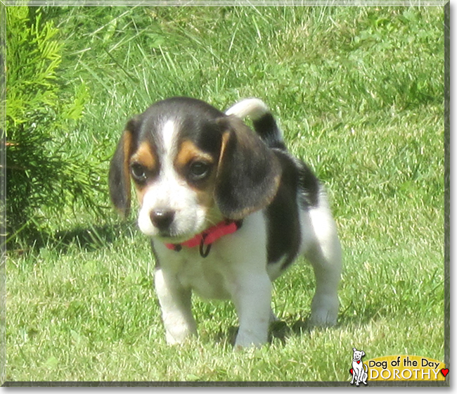 Dorothy the Beagle, the Dog of the Day