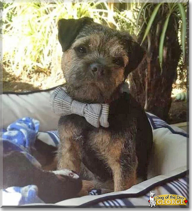 George the Border Terrier, the Dog of the Day