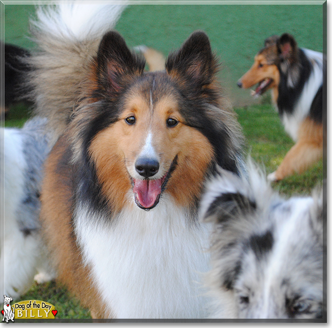 Billy the Shetland Sheepdog, the Dog of the Day