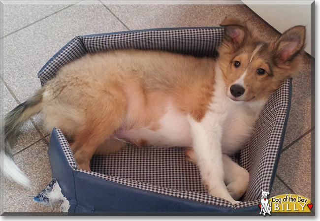 Billy the Shetland Sheepdog, the Dog of the Day