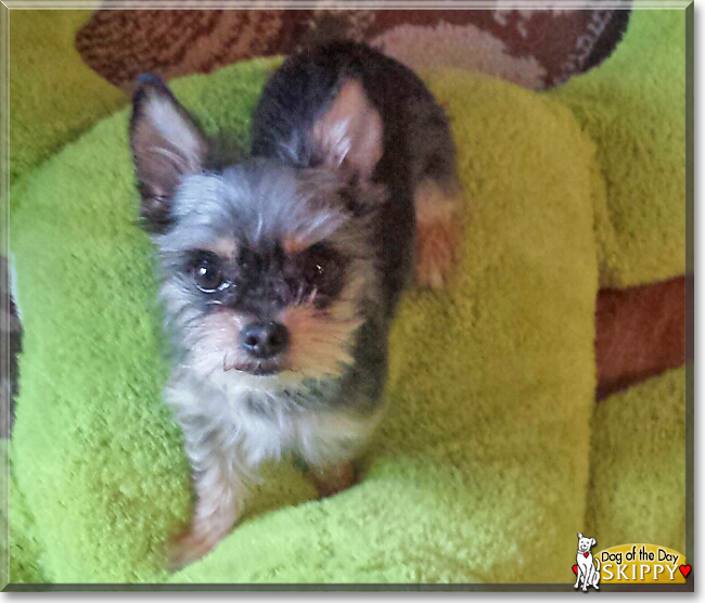 Skippy the Chihuahua, Yorkshire Terrier, the Dog of the Day