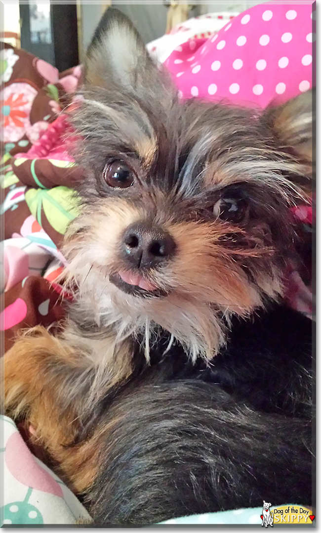 Skippy the Chihuahua, Yorkshire Terrier, the Dog of the Day