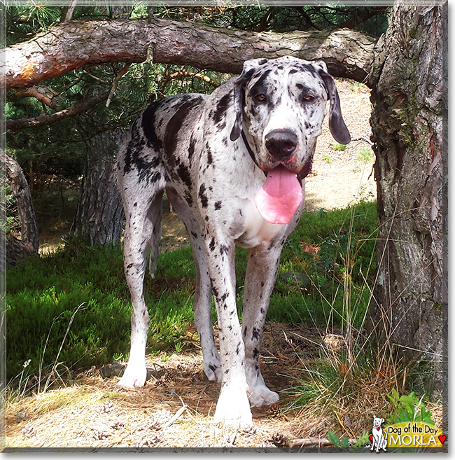 Morla the Great Dane, the Dog of the Day