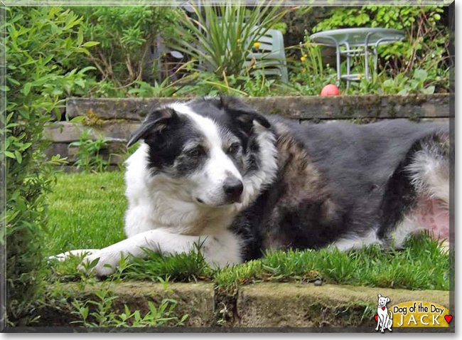 Jack the Border Collie, the Dog of the Day