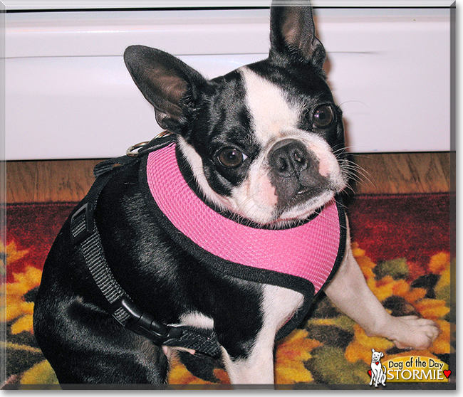 Stormie the Boston Terrier, the Dog of the Day