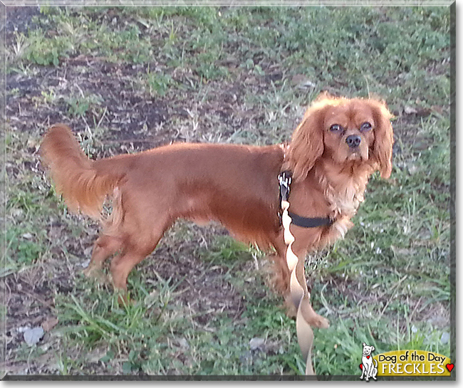 Freckles the Cavalier King Charles Spaniel, the Dog of the Day