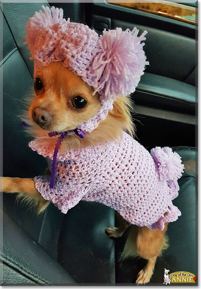 Annie the Chihuahua, the Dog of the Day