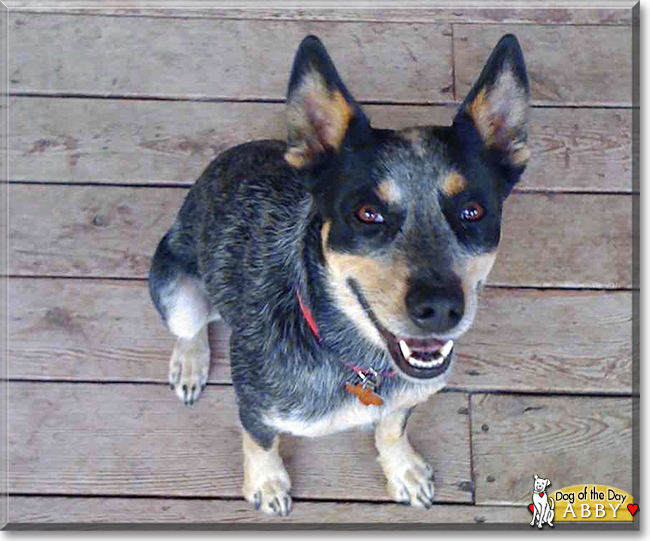 Abby the Australian Cattle Dog, the Dog of the Day