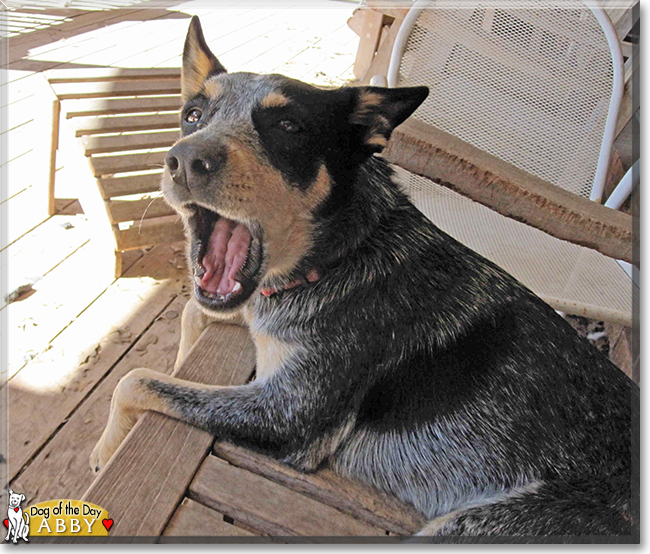 Abby the Australian Cattle Dog, the Dog of the Day