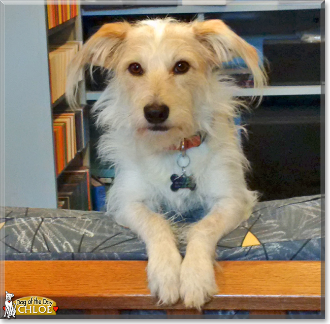 Chloe the Terrier mix, the Dog of the Day