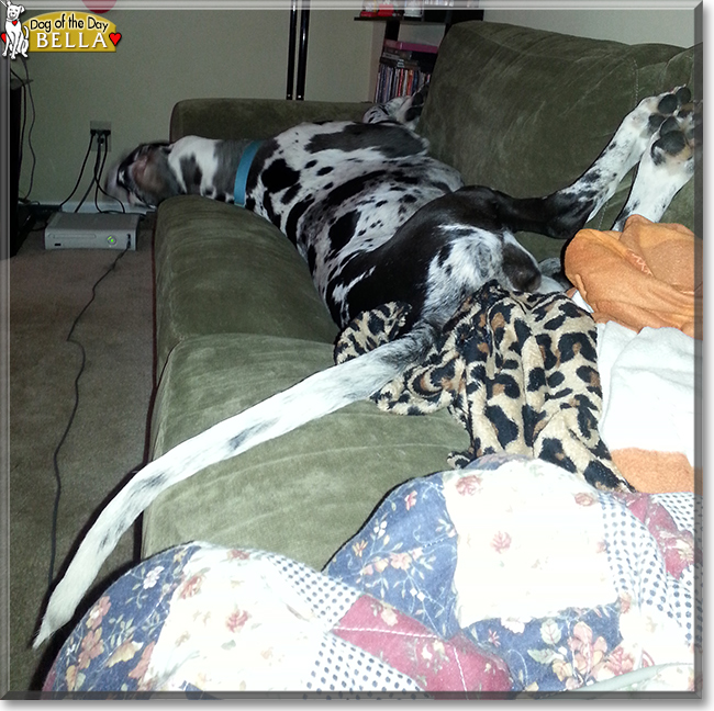 Bella the Great Dane, the Dog of the Day