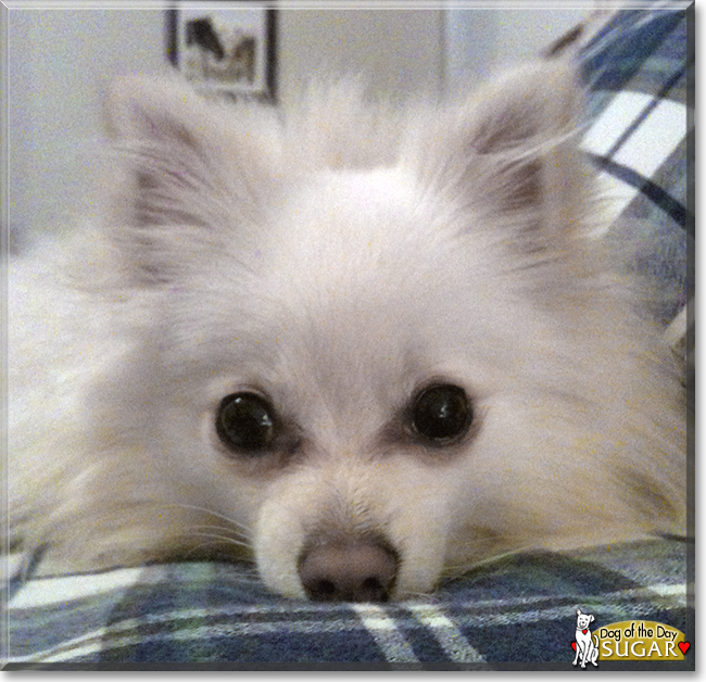 Sugar the Pomeranian, the Dog of the Day