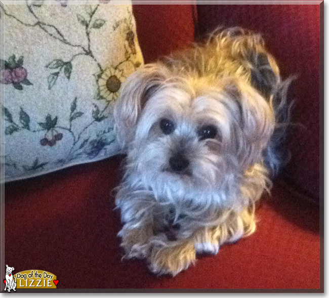 Lizzie the Yorkshire Terrier, the Dog of the Day