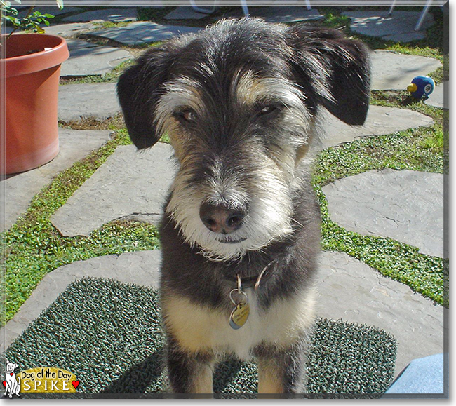 Spike the Terrier mix, the Dog of the Day