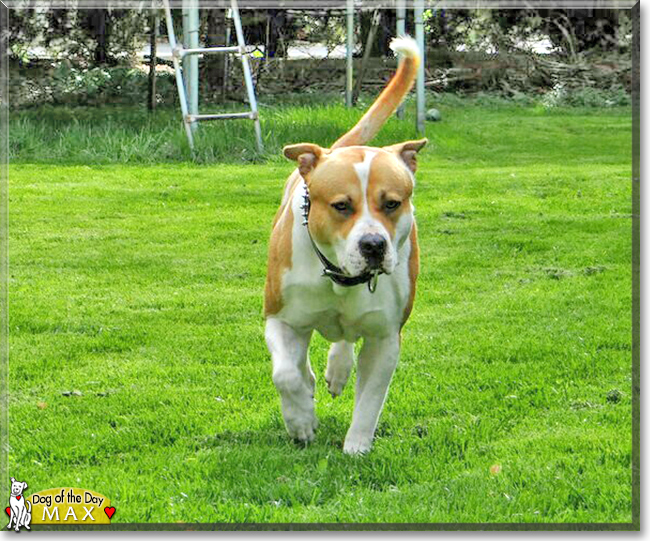 Max the Pitbull Terrier, Akita mix, the Dog of the Day