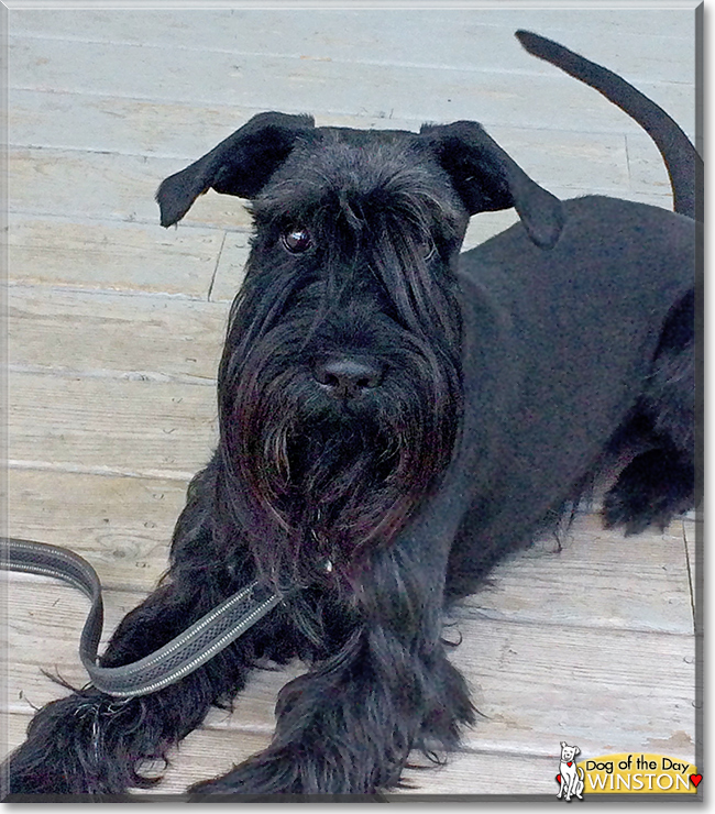 Winston the Standard Schnauzer, the Dog of the Day