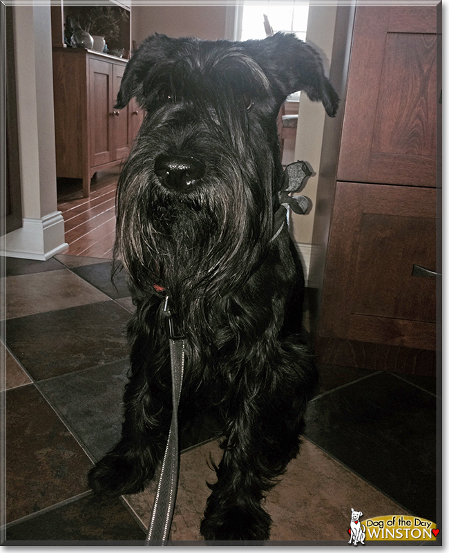 Winston the Standard Schnauzer, the Dog of the Day