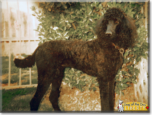 Liberty the Standard Poodle, the Dog of the Day