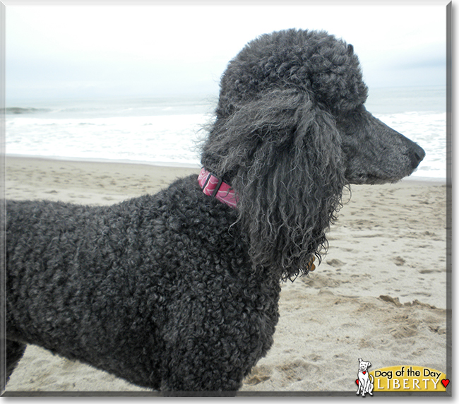Liberty the Standard Poodle, the Dog of the Day