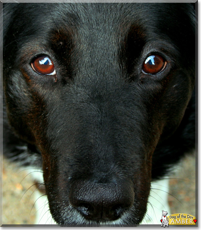Amber the Labrador, Border Collie mix, the Dog of the Day